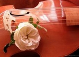 viole de gambe et rose 1.JPG