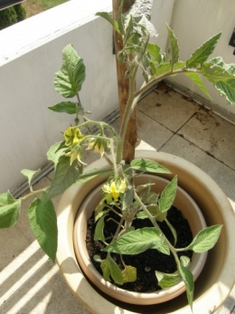 terrasse, plantes