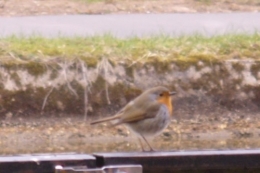 6 avril 2013 Rouge Gorge.JPG