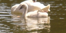 06 juin 2013 Famille Cygne (3).JPG