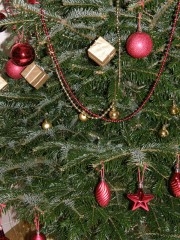 sapin 09.JPG