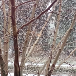 #2 Hiver 2026 01 02 Neige enfin.jpg