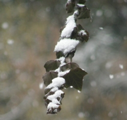 13 mars 2013 (1).JPG