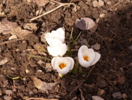25 février 2015 (3).JPG