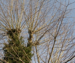 10 avril 2015 (5).JPG