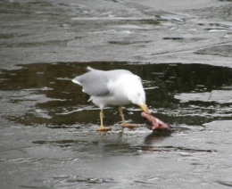 Mouette à table 20022013 (1).JPG