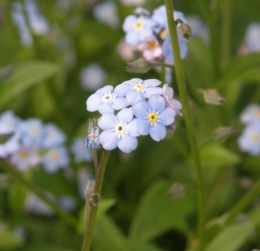 04 mai 2015 (13).JPG