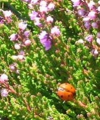 coccinelle.jpg