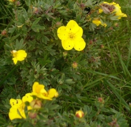09 juin 2013 Fleurs de la copro (3).JPG