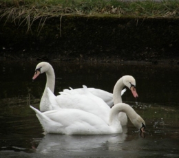 Cygnes 20022013 (4).JPG