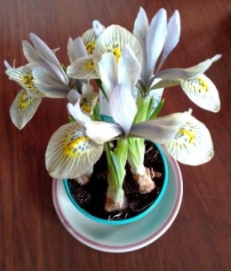 Mini iris.jpg