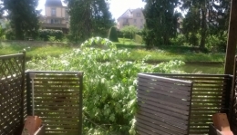 Arbre 12 mai 2015 (3).jpg