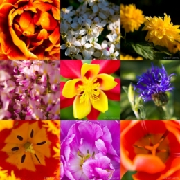 fLEURS2.jpg