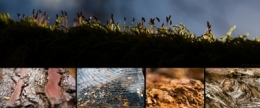 olivier gomez,photographe corse,vienne