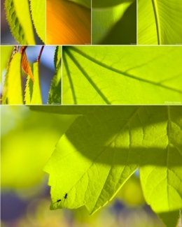 PLANTES2.jpg