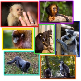 VALLEE SINGES BLOG.jpg