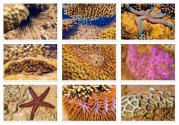 olivier gomez,photographe corse,mayotte,comores,plage,platier milha