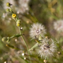 SCEN DES FOURMIS.jpg