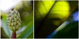DIPTYQUE FLEUR PLANTE.jpg