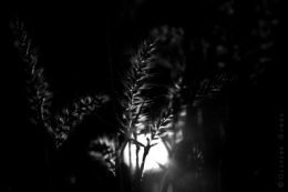 IMG_0344bisblog.jpg