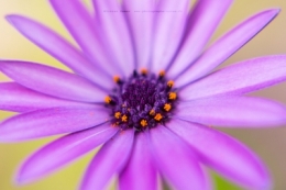 olivier gomez photographe corse macro