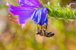 olivier gomez,photographe corse,abeille
