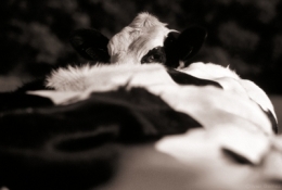 Vaches 001.jpg