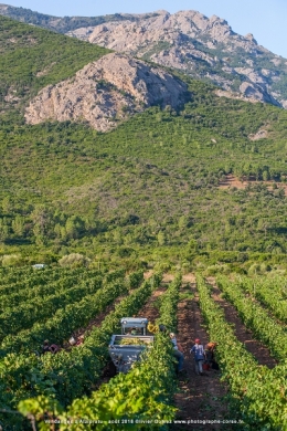 olivier gomez,photographe corse,alzipratu,vendanges 2018,balagne