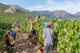 olivier gomez,photographe corse,alzipratu,vendanges 2018,balagne