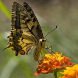 Papillon.jpg