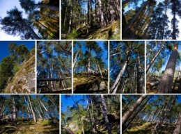 FORET CIEL BLEU.jpg