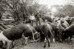 olivier gomez,photographe corse,villages de balagne,pierre louis pistorozzi,eleveur,artisan,producteur,porcs,cochonsville di paraso,oti,ile rousse,balagne
