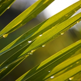Plante grasse blog.jpg