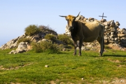 olivier gomez,photographe corse,giussani,natura corsa