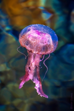 18102011-IMG_5637bisblog.jpg