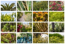 la rose des vents,villa standing,location estivale,lumio,balagne,corse