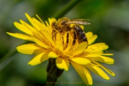 olivier gomez photographe corse macro