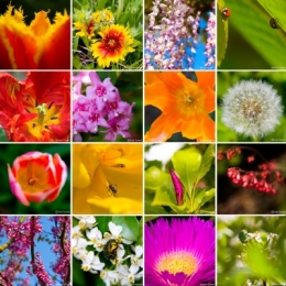 fLEURSBloG.jpg