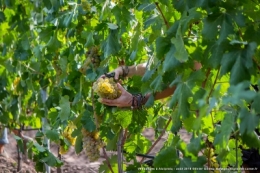 olivier gomez,photographe corse,alzipratu,vendanges 2018,balagne