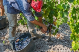 olivier gomez,photographe corse,alzipratu,vendanges 2018,balagne