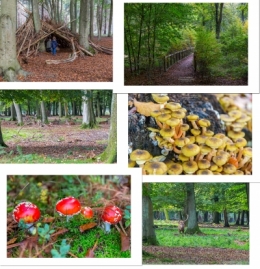 olivier gomez,photographe corse,champignons,forêt,region rouennaise,biches,cerfs,balade dominicale,normandie