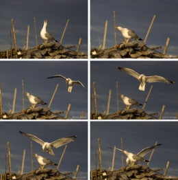 Oiseaux Bouzigues.jpg