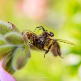 olivier gomez,photographe corse,jardin,nature,faune,flore,macro,photo,corse