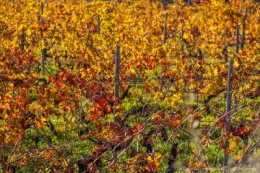 olivier gomez photographe corse clos culombu phothotheque