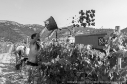 olivier gomez,photographe corse,alzipratu,vendanges 2018,balagne