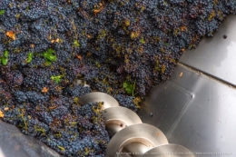 olivier gomez,photographe corse,alzipratu,vendanges 2018,balagne