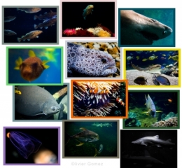 poisssons nausicaa blog.jpg