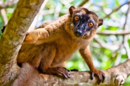 olivier gomez,photographe corse,mayotte,comores,maki