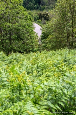 olivier gomez,photographe corse,castagniccia,route,haute corse
