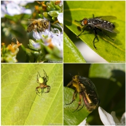 Insectoblog.jpg